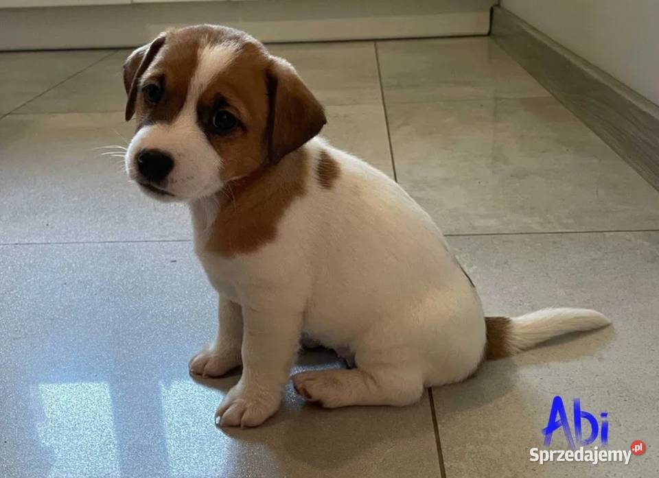 Jack Russell Terrier suczka Szadek