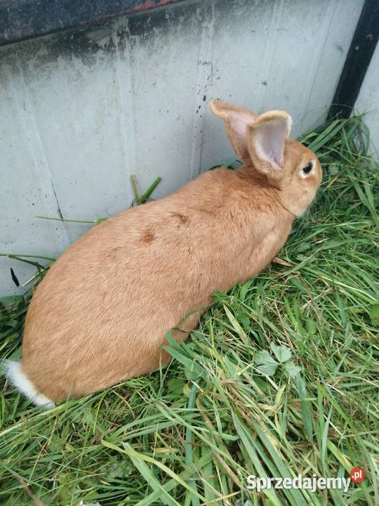 sprzedam króliki burgundzkie