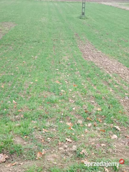 Pszenica ozima su banatus Jasło