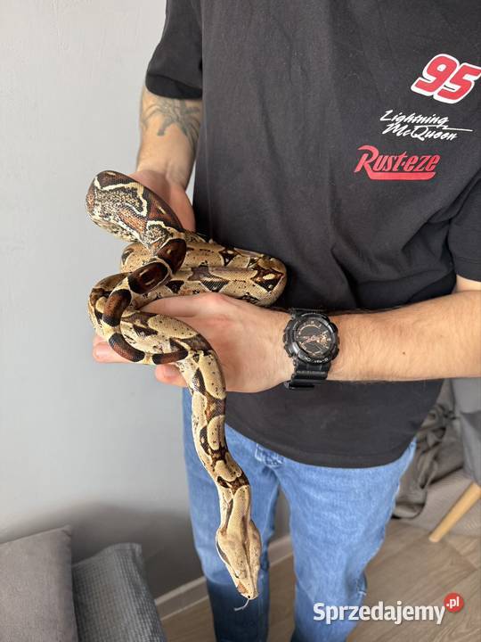 Wąż boa samica na sprzedaż Żory
