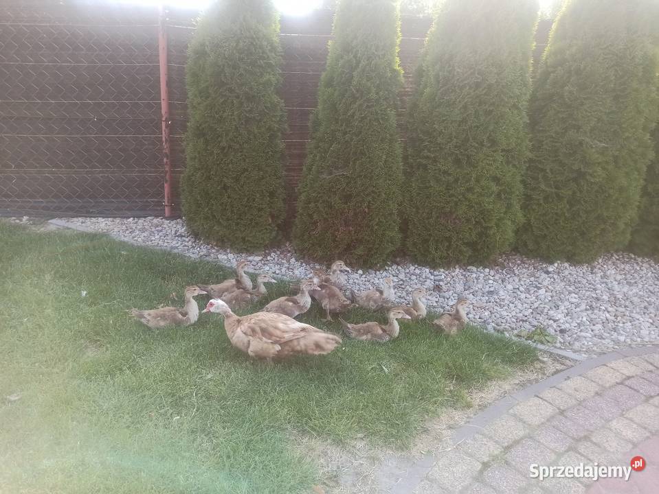 Jaja lęgowe kaczek pizmowychfrancuskich Drób i ptactwo sprzedam