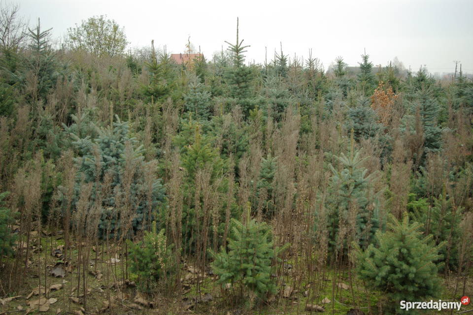 choinkiplantacja świerka srebrnego