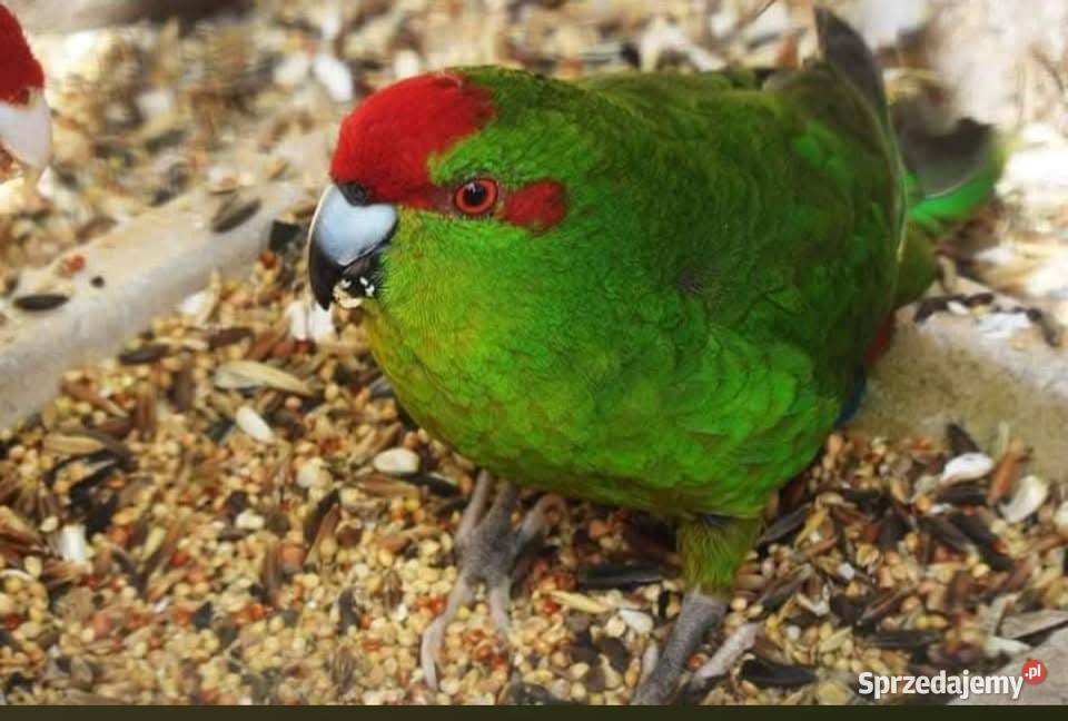 Sprzedam papugę Kłecko