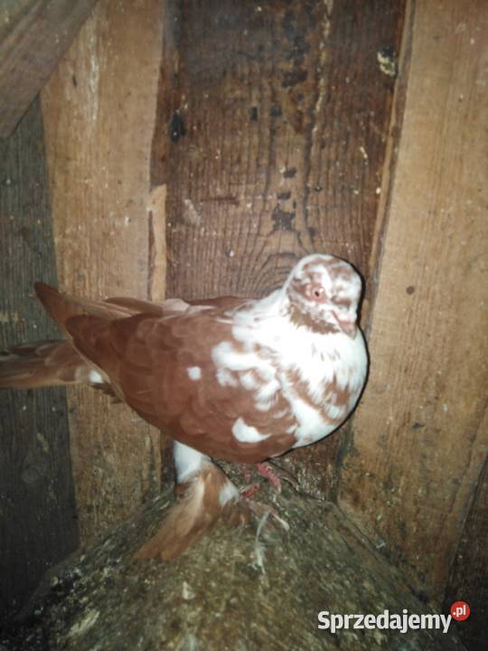 Gołębie motylki i winerki Mniów