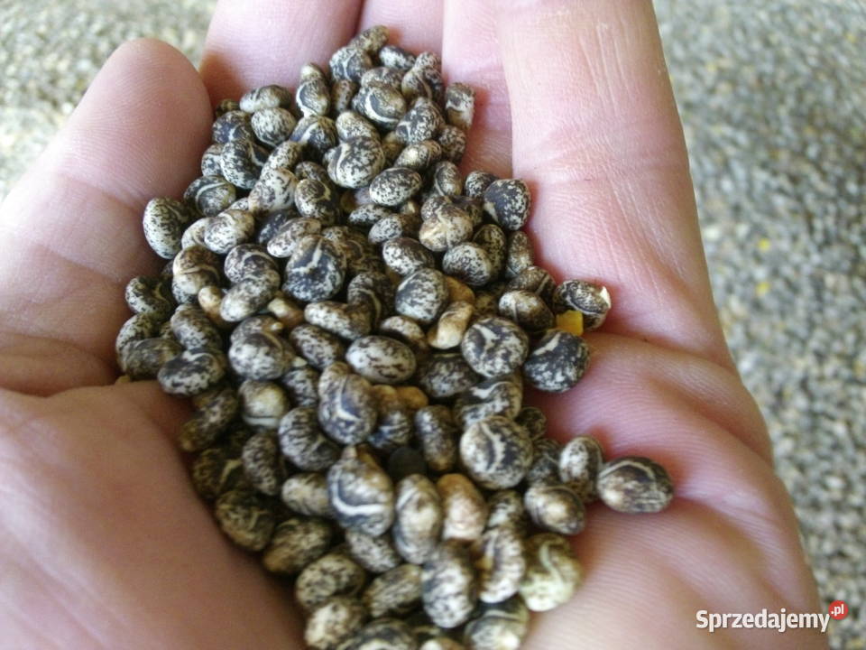 nasiona łubin żółty Baryt żyto jare Bojko Gostynin