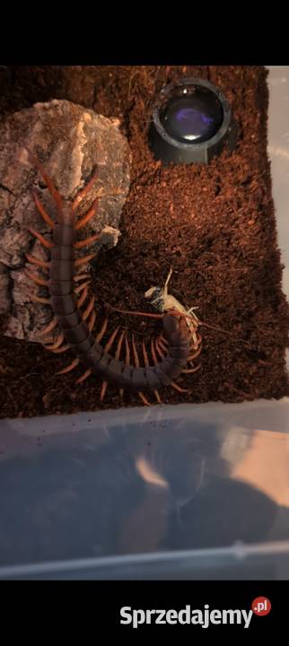 Skolopendra subspiniseps sprzedam