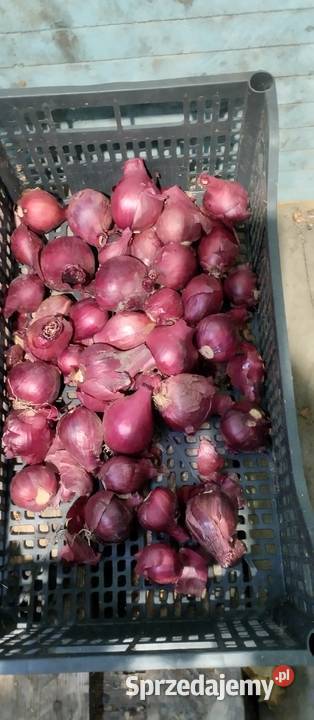 Ziemniaki Bell Rossa vineta cebula czosnek por Chełm