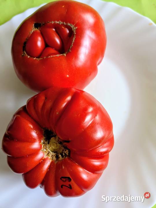 Big Zac pomidor Rekord świata Gigant nasiona małopolskie Kraków