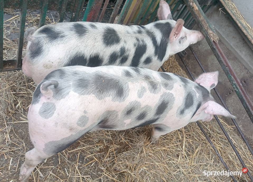 Knurki Pietrain knur knurek Trzoda chlewna Strzałkowo