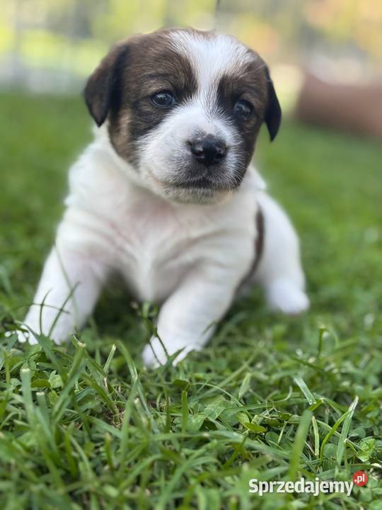 Szczenięta ZKwP FCI Jack Russell Terrier Osobnica sprzedam