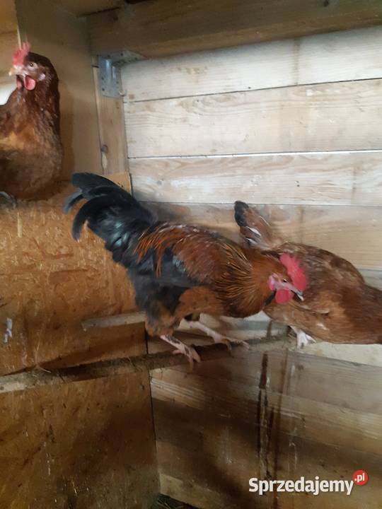 Kogut koguty zielononóżki podkarpackie Wietrzno