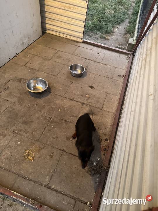 Ratlerek suczka 8 miesięcy Wierzbica