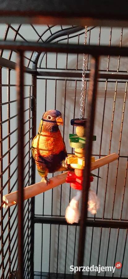 Papuga Lorysa górska Tarnów