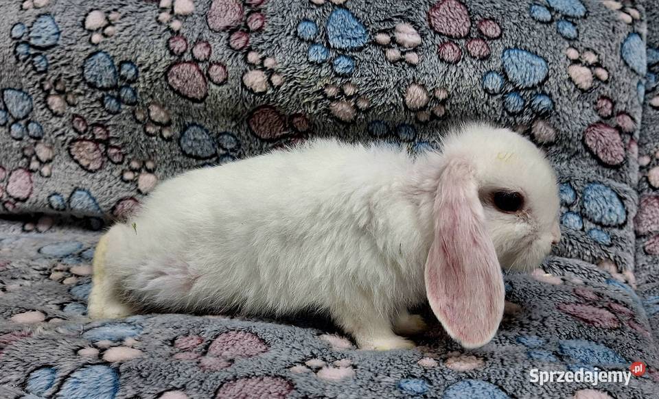 Króliczek Baranek Mini Lop samczyk Wołomin