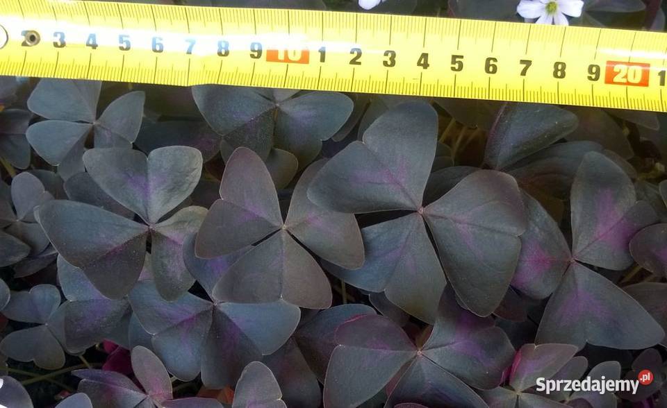 Szczawik trójkątny purpurowy koniczynka bulwy Pszczyna