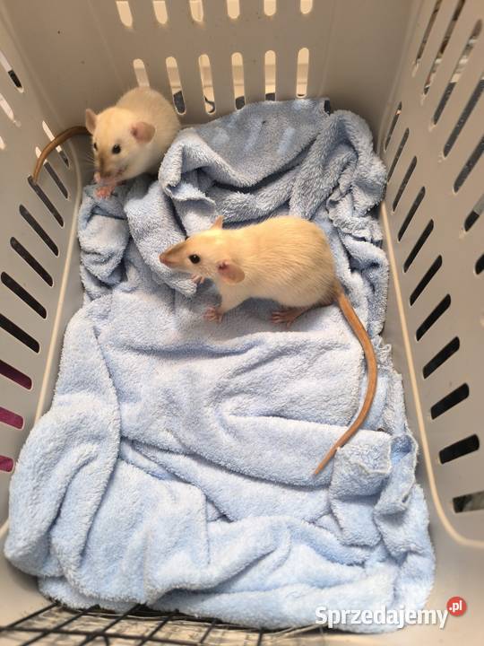 Szczury Dumbo Syjamskie Rasowe Lubin