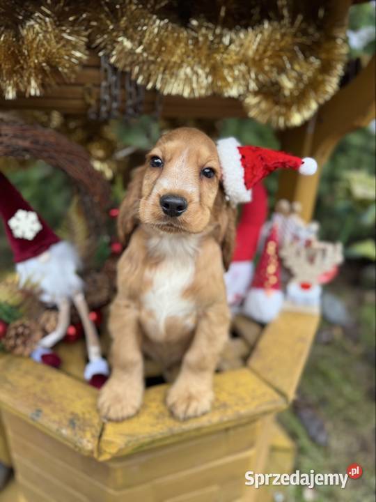 Śliczny piesek Cocker Spaniel Angielski złoty z