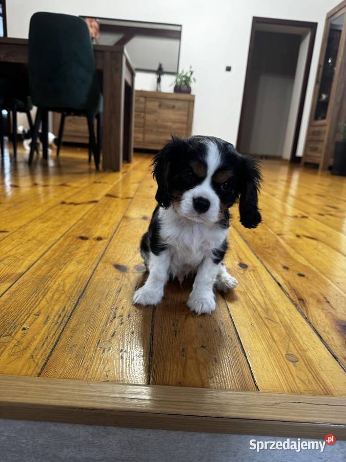 Cavalier szczeniaczki Bolęcin