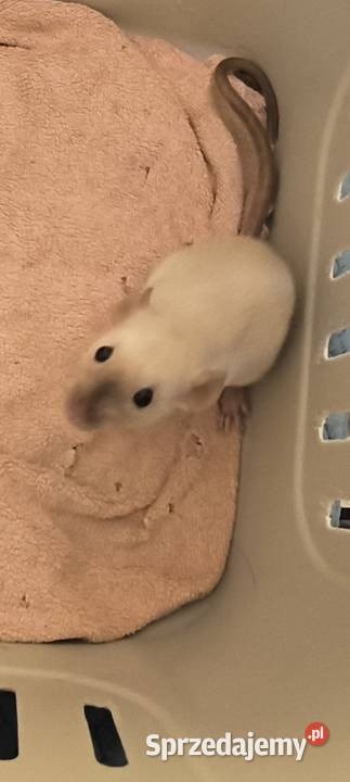 Dwa Szczury Dumbo Syjamskie Rasowe REX dolnośląskie Legnica