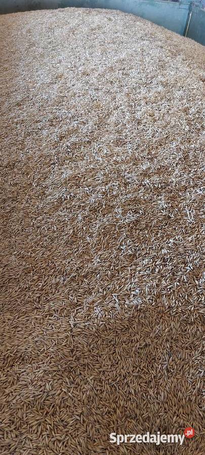 Sprzedam owies jeczmien jary i pszenice Małec