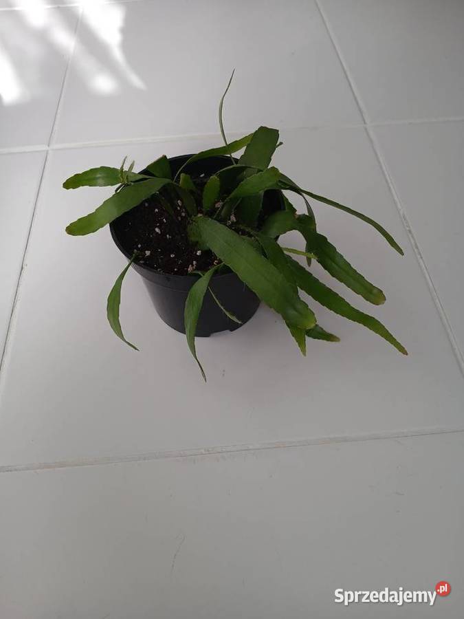 Pseudorhipsalis ramulosa Red Coral Częstochowa