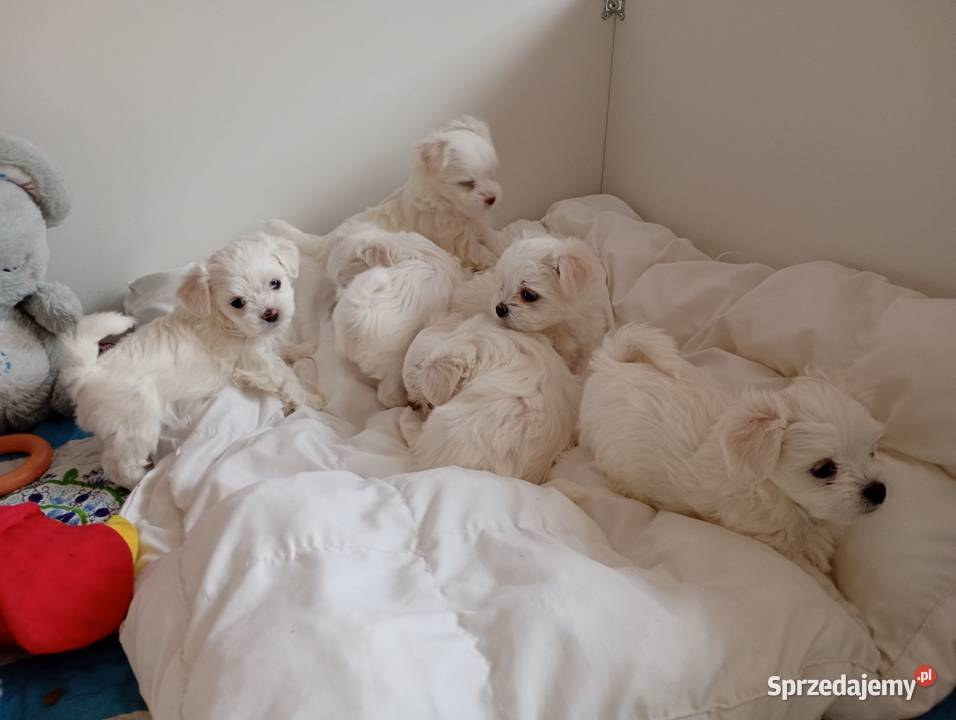 Maltańczyk szczenięboy do rezerwacji Racibórz