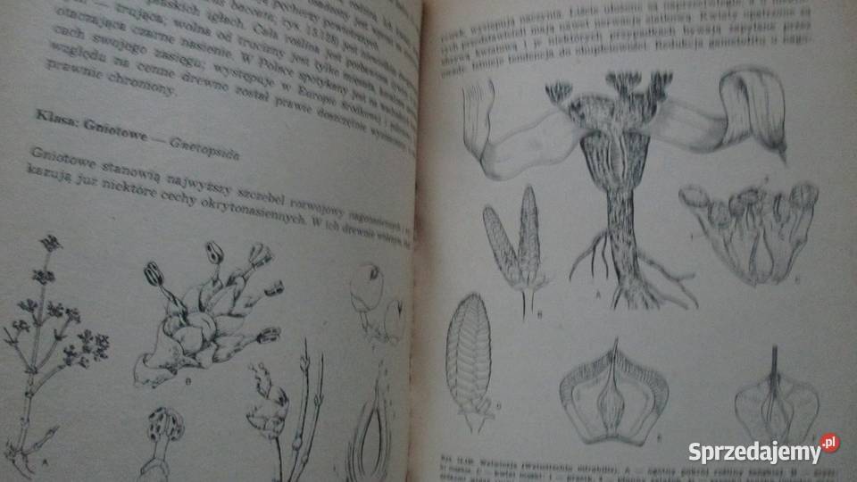 Świat roślin roślinność botanika biologia łódzkie Łódź sprzedam