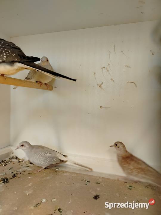 Gołąbki diamentowe 2025 Jarosław