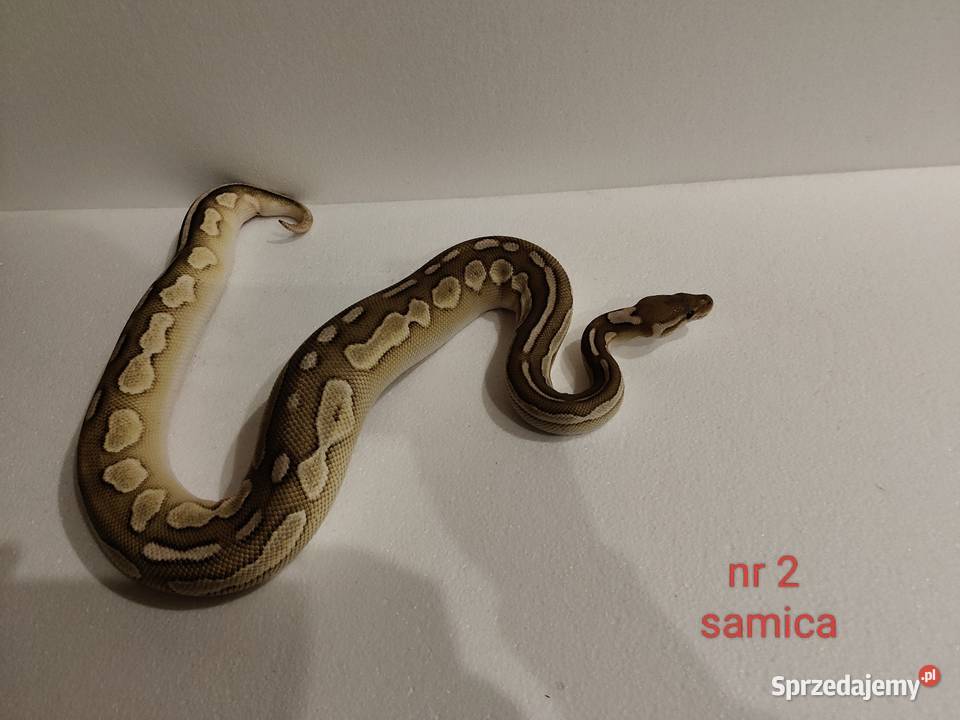 Węże regiusy śląskie Dąbrowa Górnicza sprzedam