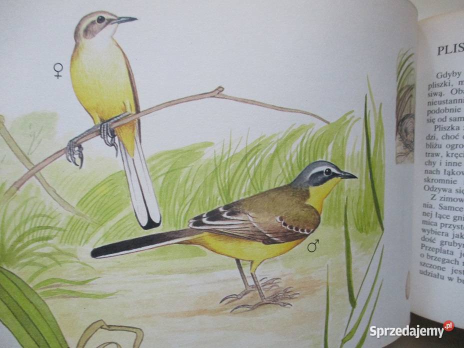 Nasze ptaki TurynNasza przyroda rośliny i Łódź