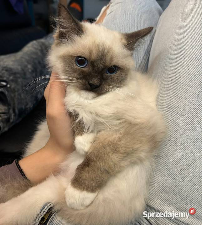 Kochany Kpcurek Ragdoll łódzkie Modlica