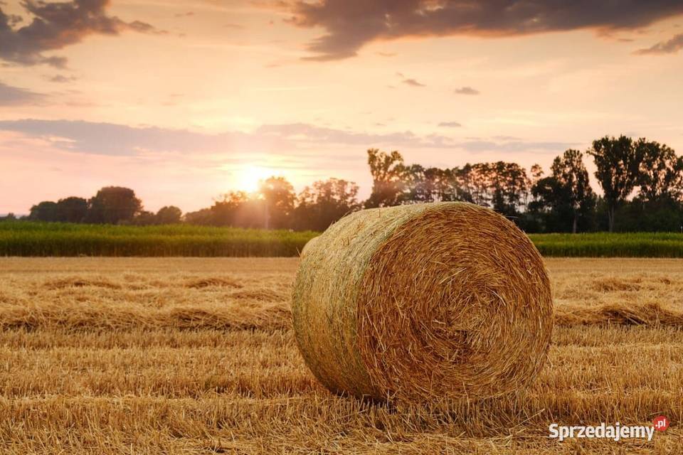 Słoma 120 Sucha czysta z pod dachu mazowieckie sprzedam