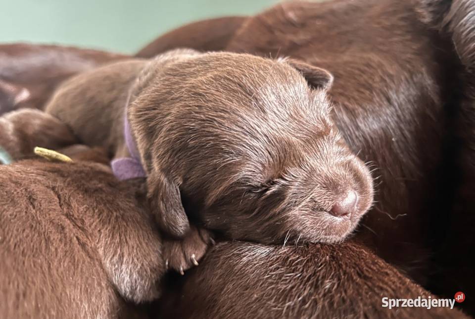 Labrador Czekoladowy Labrador