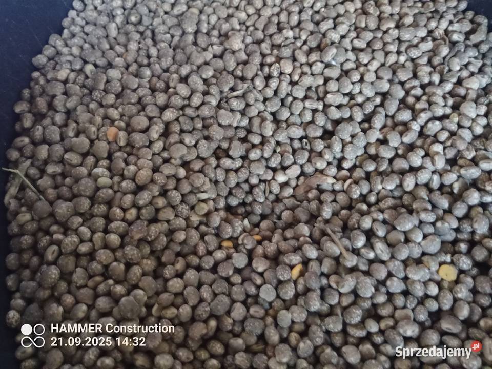 łubin słodki śruta paszowa Wola Korybutowa Druga