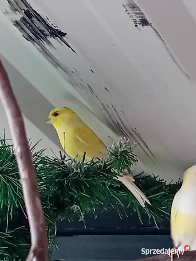 Kanarki zeberki papugi kolorowe