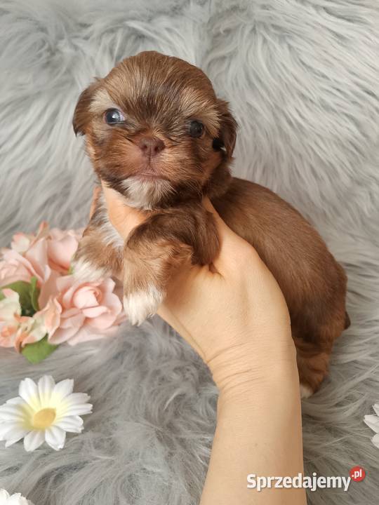 Piękna suczka rasy ShihTzu czekoladowa Namysłów