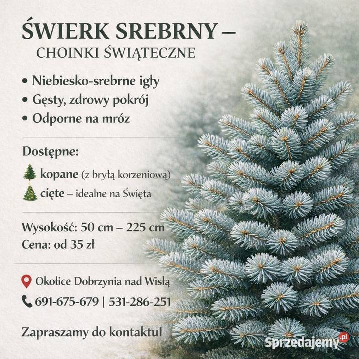 Świerk Srebrny Drzewka Choinki Świąteczne Dobrzyń nad Wisłą