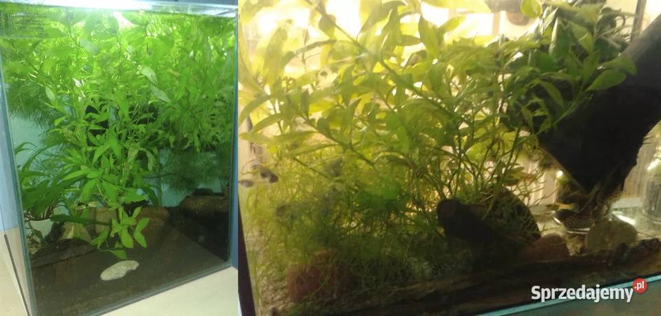 Akwarium aquael 33 litry z roslinkami i rybami