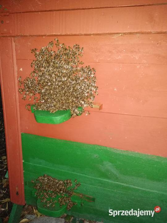 Pszczoły ule odkłady pszczele 2024 Bursztynowa łódzkie