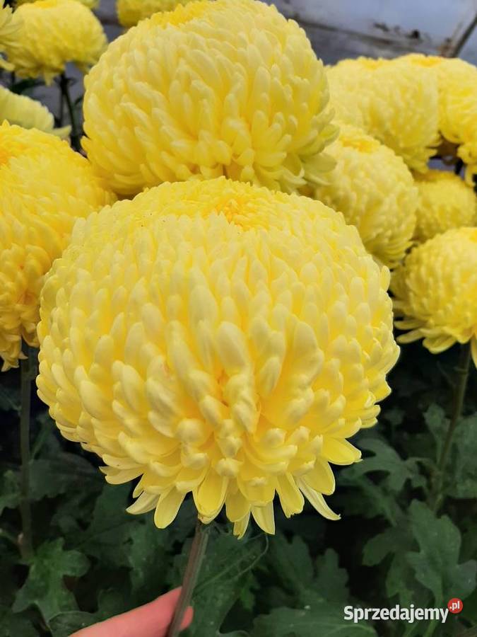 Chryzantemy cięte i doniczkowe Błonie sprzedam