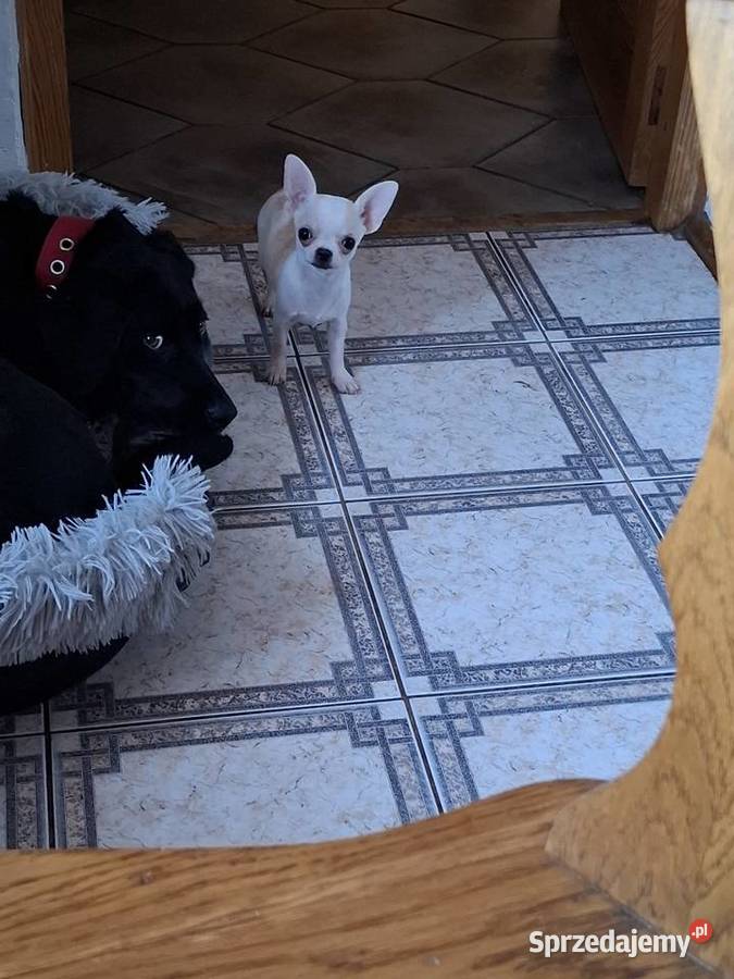 Chihuahua malutkie mini Warszawa