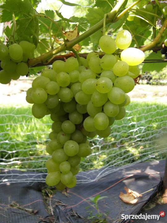 Sadzonki winorośli winogron winnica Kraków Nieznanowice