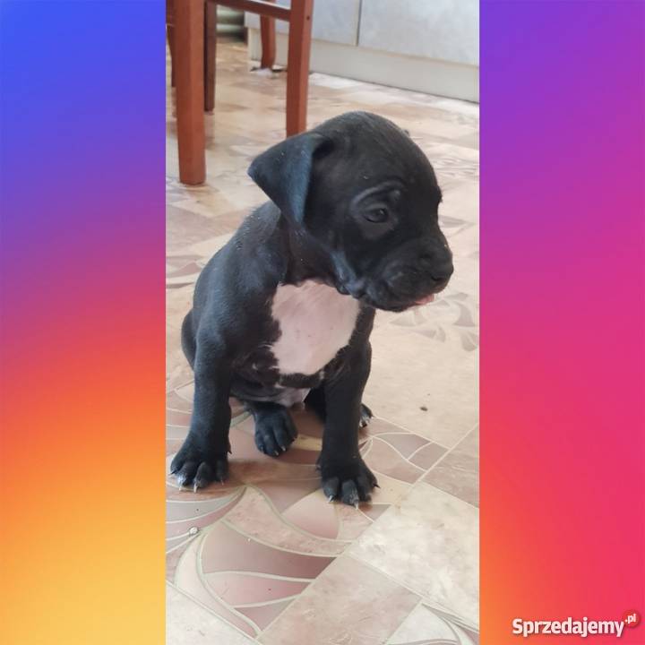 Amstaff łódzkie Łódź