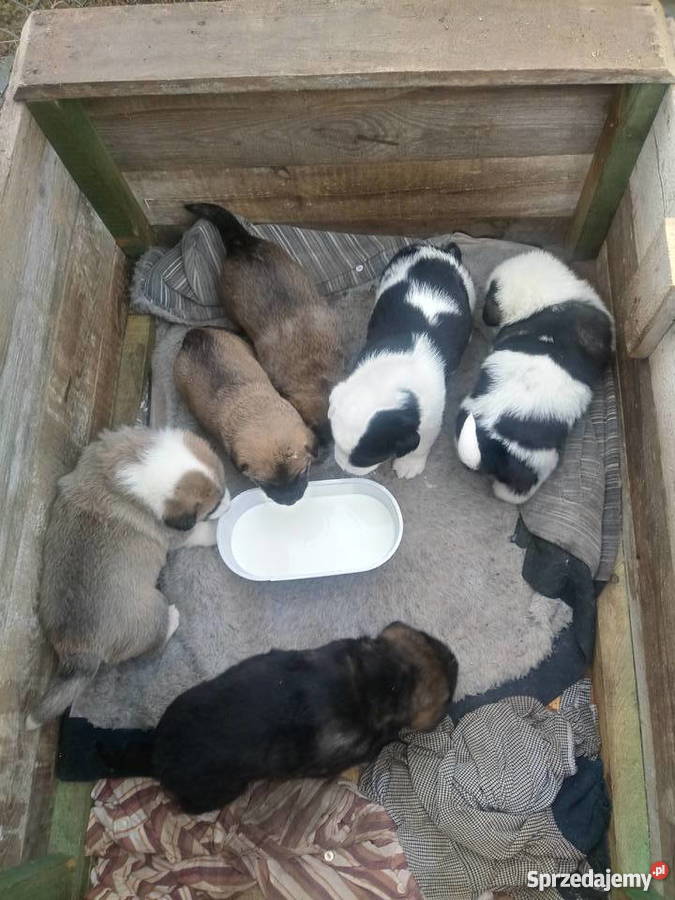 Sympatyczne pieski szukają domu sprzedam