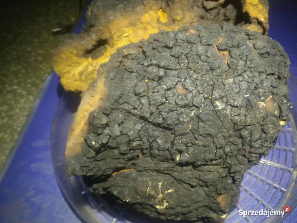 Czaga błyskoporek brzozowy suszony Pozostałe