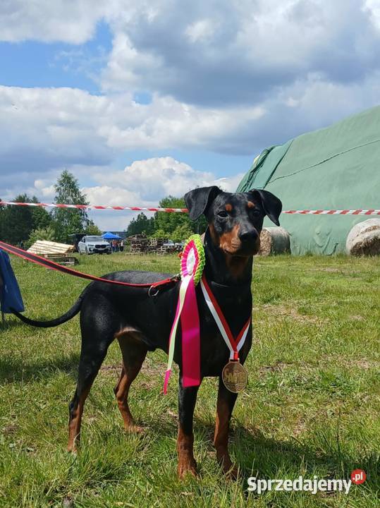 PINCZER ŚREDNI NIEMIECKI ZAPOWIEDŹ REZERWACJA Katowice