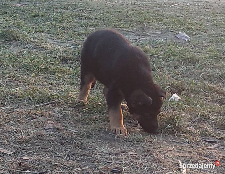 Szczenięta Owczarek Niemiecki 2 miesiące Nowa Góra