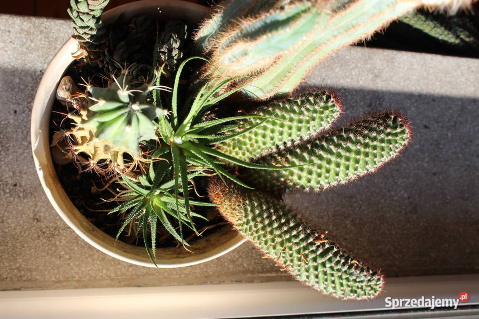 Sukulenty Kaktusy Żywe 5 Rodzajów 47 Kwiaty Bielsko-Biała