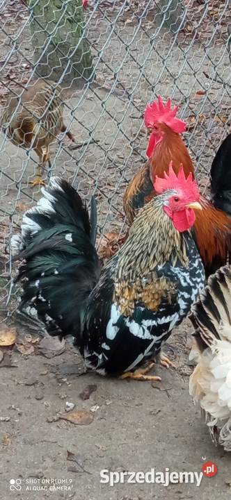 Do sprzedania kogutki miniaturki Drób i ptactwo Rolnictwo Tarzymiechy Trzecie