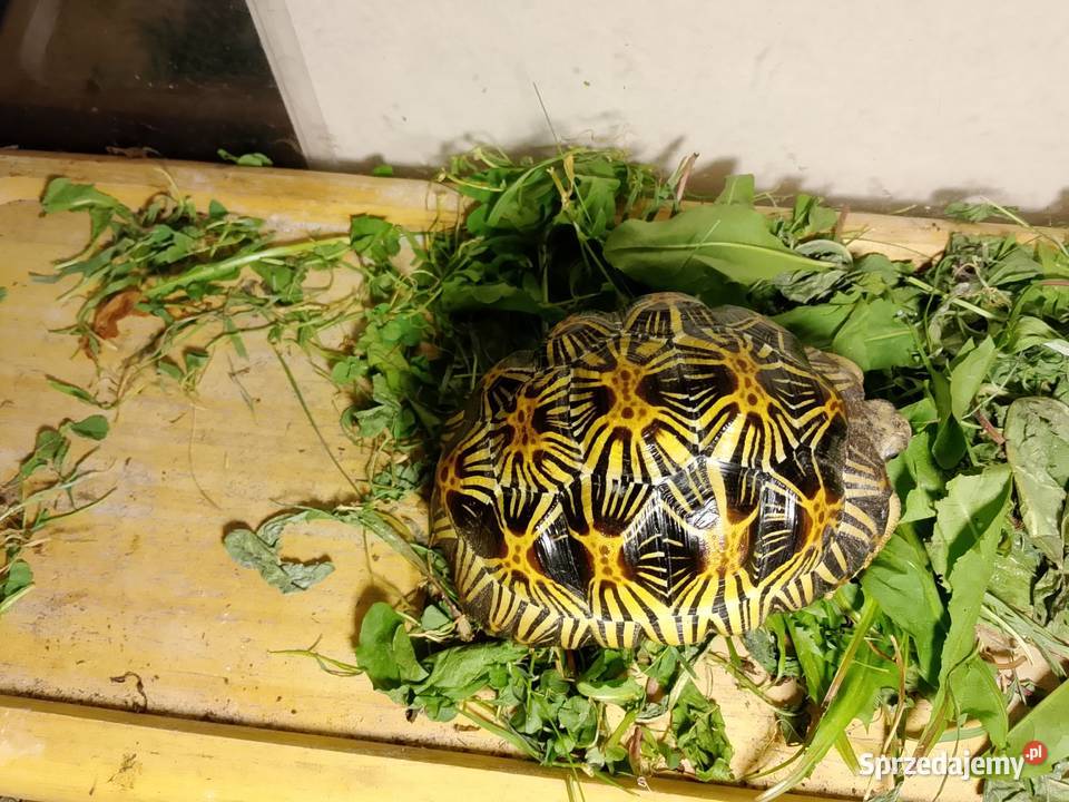 Żółw promienisty Astrochelys radiata Bielsko-Biała